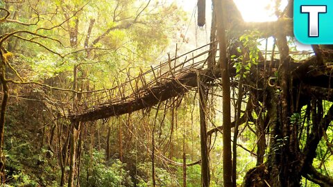 Living Root Bridge | Meghalaya, Jembatan Akar, Banten Province, India