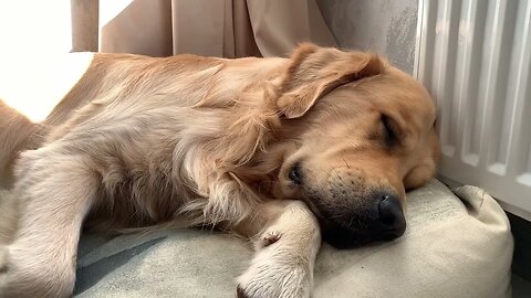 Cute Golden Retriever dreaming and snoring