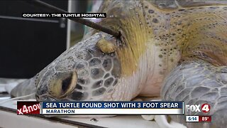 Tips sought to find person responsible for speared sea turtle in the Florida Keys