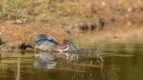 Green Heron Strike, Sony A1/Sony Alpha1, 4k Frame Animation