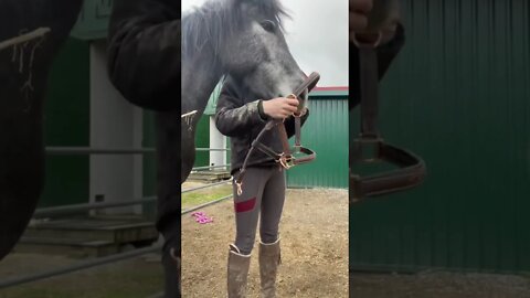 Teaching A Horse To Self Halter