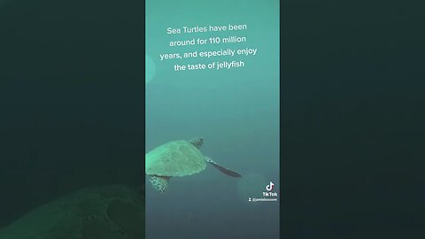 Sea Turtles have been here for a long time #facts #turtle