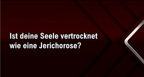 Ist deine Seele vertrocknet wie eine Jerichorose?