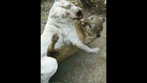 Toughest Dog Take down COUGAR one on one