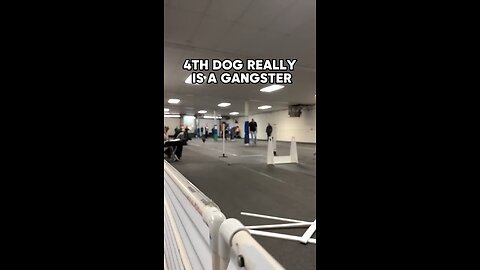 4TH DOG IS GANGSTER. ...!