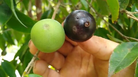 jabuticaba azul gigante e jabuticaba coroada gigante comparação e dicas sobre as mudas de (sangria)