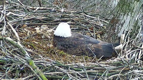 Hays Dad brings Mom a Rabbit Breakfast to the Nest 31023 1001AM