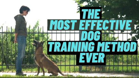 Top 10 Essential Commands Every Dog Should Know In Basic Training