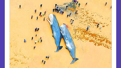 More Whales DlElNG Near Ocean Wind Farms 🟠⚪🟣 NPC Parents