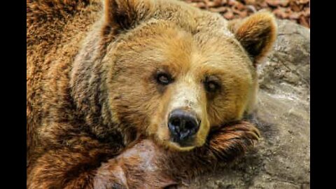 Orso all'ingresso di un negozio di animali in Virginia