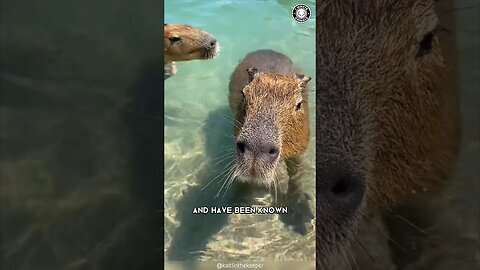 Capybara 🦫 The Friendliest Creature on Earth!