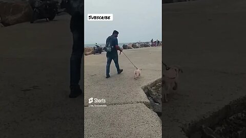 Beach walk #shorts #dog #pets #viral