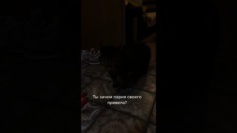 #shorts Смешные Коты Из Тик Тока 163 Funny Cats From Tiktok