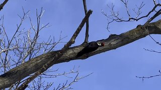 Pileated Wood Pecker 😊