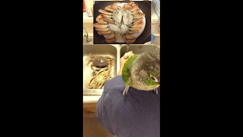 Cleaning crabs with parrots supervising