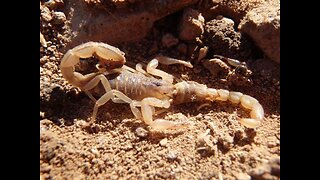 SCARY! 4 Types of scorpions crawling around the Valley - ABC15 Digital