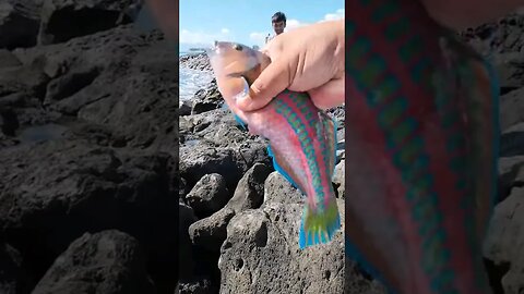 Caught Me Another Christmas Wrasse In Hawaii