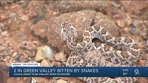 Two snake bite incidents reported in Green Valley