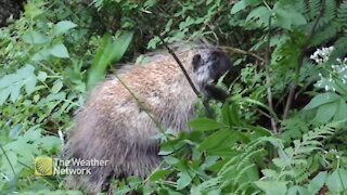 Prickly critter hunts for the perfect snack