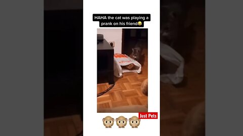 Gottya #shorts #tiktok #cute #prank #cat