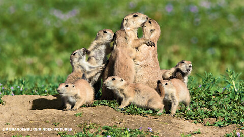 Prairie Dogs Playing - Cutest Dogs Playing Video