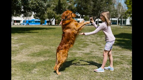 Cutest and Funniest Dog Playing