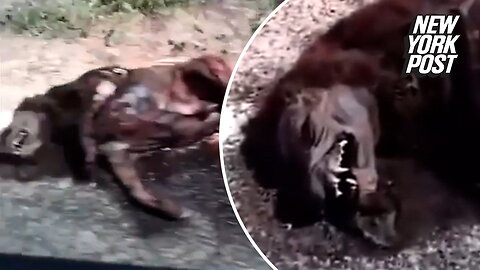 Mystery beast found dead sparks 'chupacabra' theories