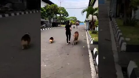 Harimau aja gandeng cewe cantik, masa rika ora