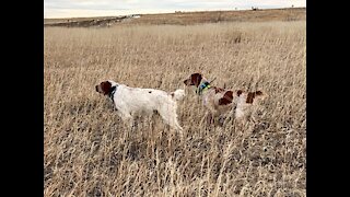 What Does It Mean When A Dog Honors A Point