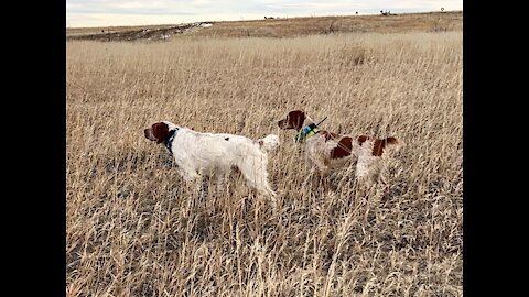 What Does It Mean When A Dog Honors A Point