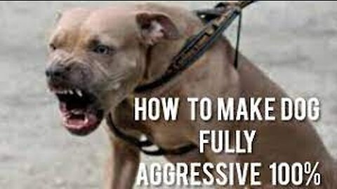 How To Make Dog Become Fully Aggressive With Few Simple Tips