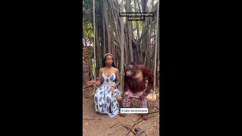 What is this chimpanzee wants merry to this girl or not. Chimpanzee loves black lady