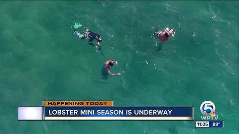 Lobster mini season underway in Florida