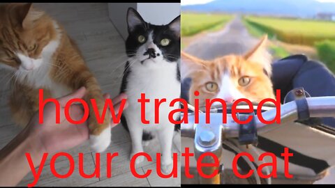 how trained your cute cat , amazing cute cat training video