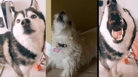 🤣🤣Funny dogs singing. Dogs funny movement 😂