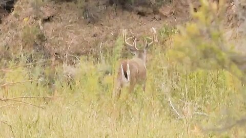 MONSTER BUCK from behind!