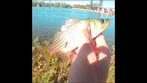 cast netting some baitfish