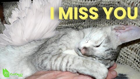 Coping With the Loss Of Your Cat (Grief Counselor Stephanie Rodriguez)