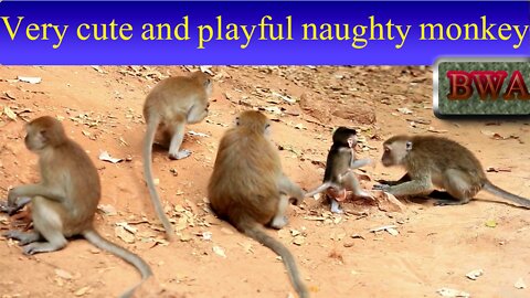 Very cute and playful naughty monkey