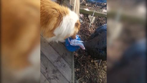 "Unusual Friendships: A Turkey And A Collie Dog"