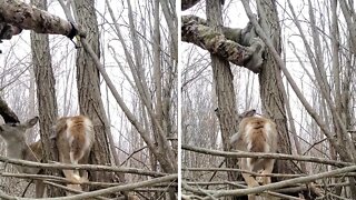 Good Samaritan Rescues Doe Stuck Between Two Trees