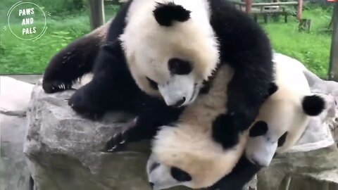 Funny baby pandas | Baby panda falling