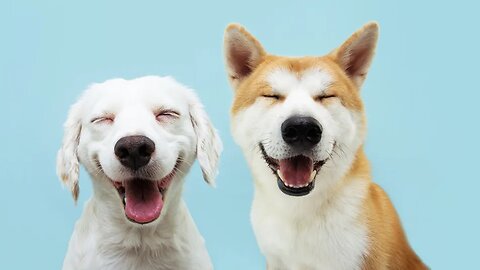 funny dogs