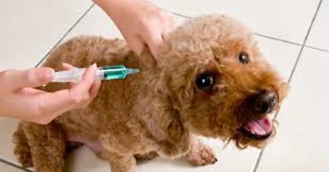 Cute Dog Injection Funny Compilation