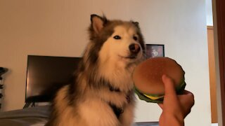 Husky Howls Louder Each Time Squeaky Toy Makes Noise