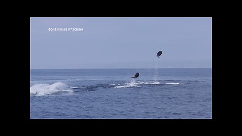 Dolphin video captured off San Diego coast goes viral