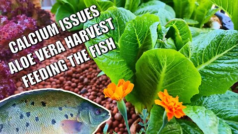 Aquaponics Early Summer Update