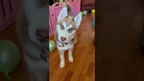 I AM DOGGO!! #huskypuppy #husky #huskylovers #puppy #shorts