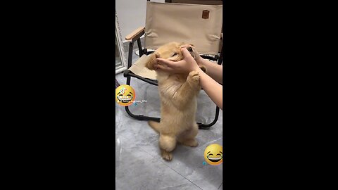 Funny dog 🐶 videos