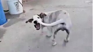 Puppy in Belize adorably chases his tail in his new home